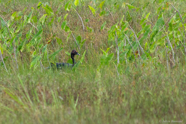 Canard musqué — Cairina moschata (Linnaeus, 1758), (Centre spatial Guyanais, Kourou, Guyane, le 08/03/2017)