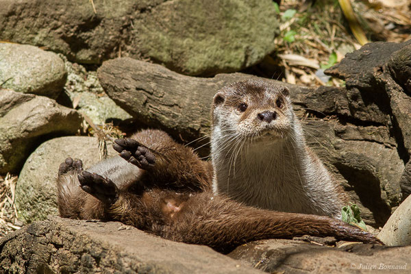 Loutre d'Europe — Lutra lutra (Linnaeus, 1758), (Parc animalier des Pyrénées, Argelès-Gazost (65), France, le 19/07/2020)