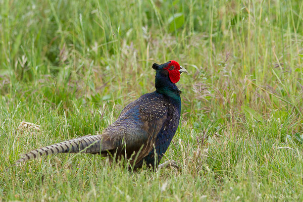 Faisan de Colchide — Phasianus colchicus Linnaeus, 1758, (mâle adulte) (La Brède (33), France, le 11/06/2019)
