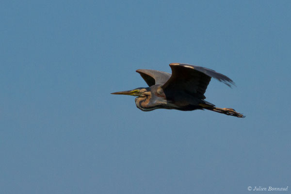 Héron pourpré — Ardea purpurea Linnaeus, 1766, (Saint-Thomas-de-Conac (17), France, le 21/06/2018)