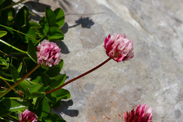 Trèfle de Thalius — Trifolium thalii Vill., 1779