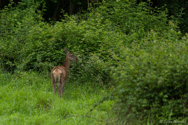 Cerf élaphe – Cervus elaphus Linnaeus, 1758, (Hameau du Plan, Saint-Béat (31), France, le 05/06/2018)