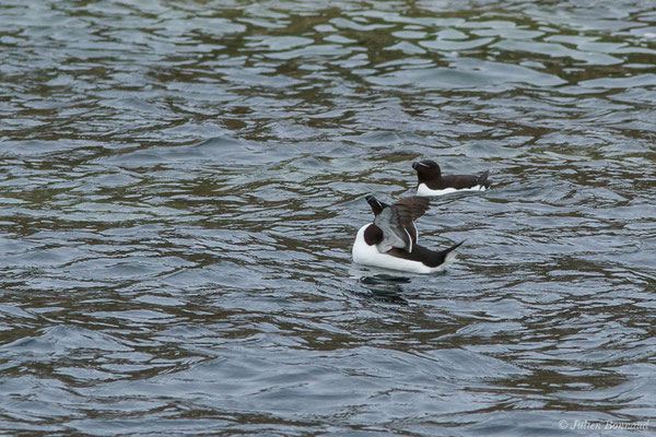 Pingouin torda — Alca torda Linnaeus, 1758, (Réserve naturelle nationale des Sept-Îles, Perros-Guirec (22), France, le 05/07/2021)