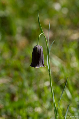 Fritillaire noire – Fritillaria pyrenaica L., 1753, (Etsaut (64), France, le 29/04/2019)