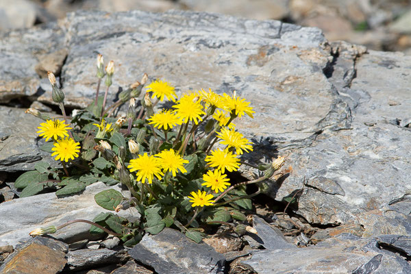 Crépide naine — Crepis pygmaea L., 1753, (Station de ski de Gourette, Eaux-Bonnes (64), France, le 22/07/2022)