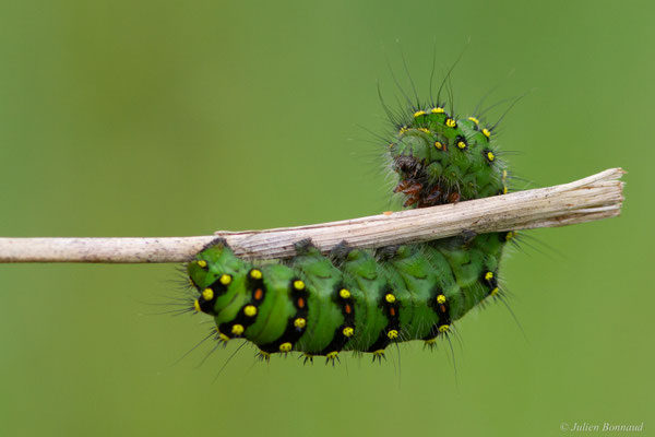 Petit Paon de Nuit — Saturnia pavonia (Linnaeus, 1758)