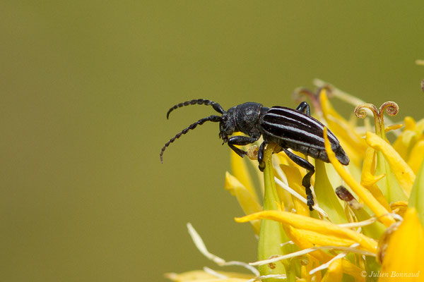 Dorcadion fuligineux – Iberodorcadion fuliginator (Linnaeus, 1758), (lac d'Ayous, Laruns (64), France, le 13/07/2019)