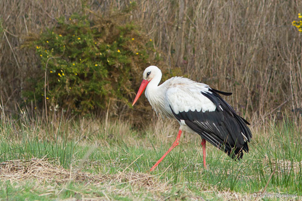 Cigogne blanche — Ciconia ciconia (Linnaeus, 1758), (adulte) (réserve ornithologique du Teich (33), France, le 24/01/2018)