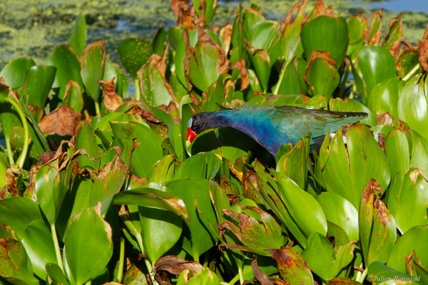 Talève violacée — Porphyrio martinicus (Linnaeus, 1766), (adulte), (Lac Marie-Claire, Kourou, Guyane, le 04/12/2016)