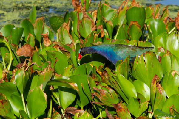 Talève violacée — Porphyrio martinicus (Linnaeus, 1766)