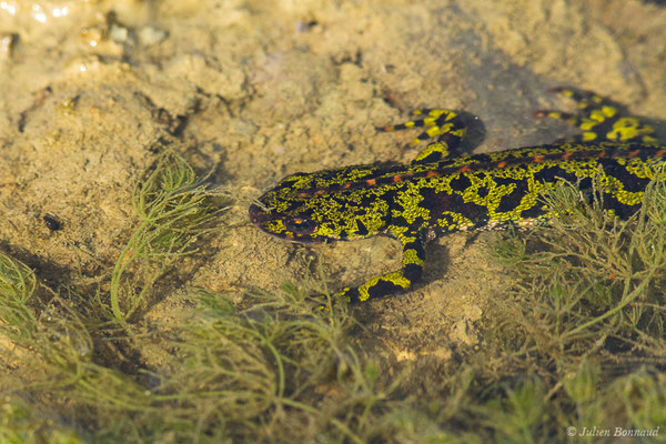 Triton marbré — Triturus marmoratus (Latreille, 1800)