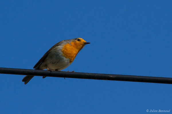 Rougegorge familier — Erithacus rubecula (Linnaeus, 1758), (Bidart (64), France, le 23/10/2018)