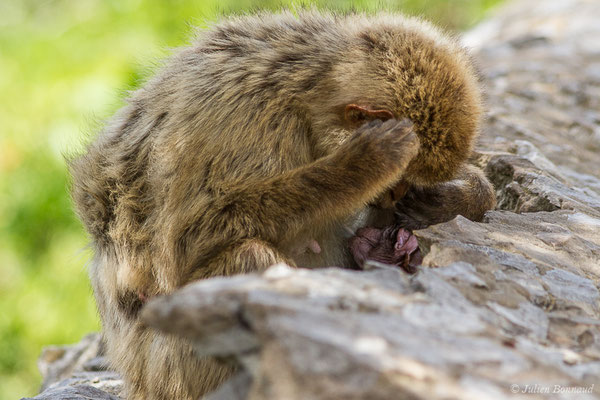 Magot, Macaque berbère, Macaque de Barbarie — Macaca sylvanus (Linnaeus, 1758)
