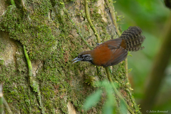 Troglodyte coraya — Pheugopedius coraya (Gmelin, 1789)