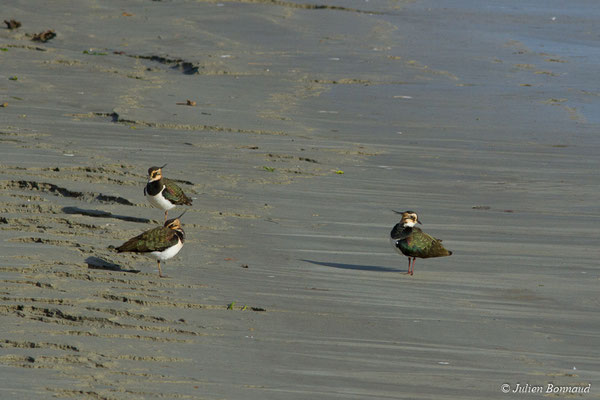Vanneau huppé — Vanellus vanellus (Linnaeus, 1758), (hivernants) (Baie de Saint-Brieuc, Hillion (22), France, le 24/11/2017)