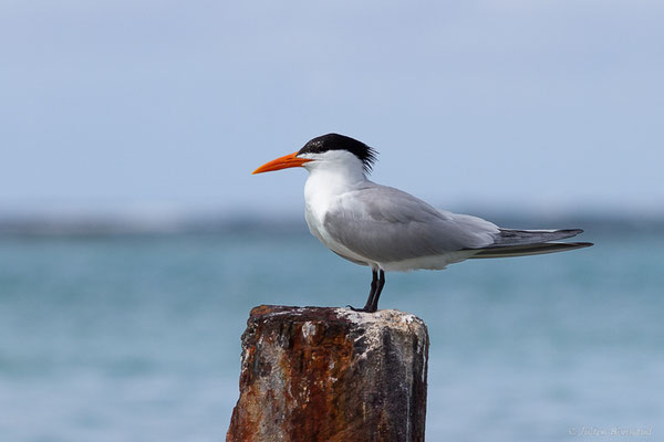 Sterne royale — Thalasseus maximus (Boddaert, 1783), (adulte) (Saint-Anne, Guadeloupe, le 15/05/2016)