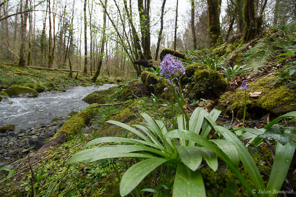 Scille Lis-jacinthe – Tractema lilio-hyacinthus (L.) Speta, 1998, (Arudy (64), France, le 15/03/2021)