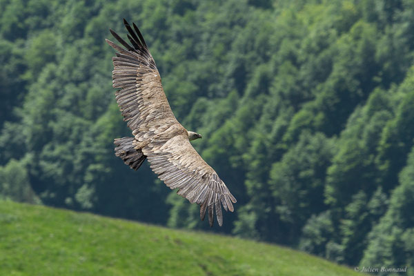 Vautour fauve — Gyps fulvus (Hablizl, 1783), (station de ski de Gourette, Eaux-Bonnes (64), France, le 27/05/2022)