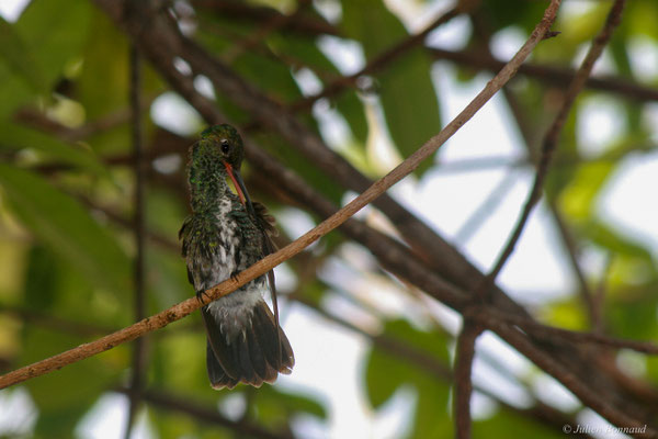 Ariane de linné — Chionomesa fimbriata (Gmelin, JF, 1788), (Remire-Montjoly, Guyane, le 08/08/2014)