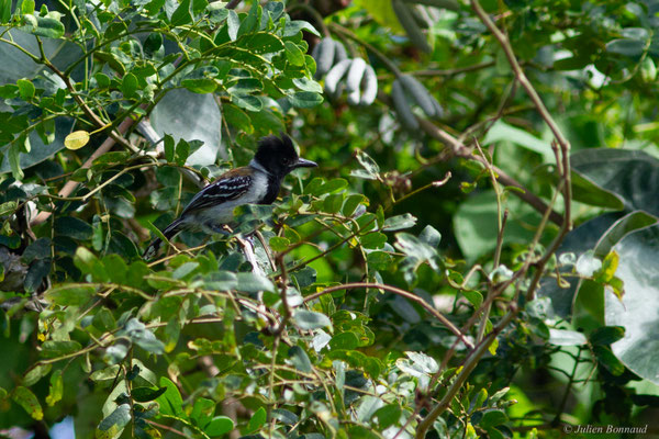 Batara huppé — Sakesphorus canadensis (Linnaeus, 1766), (Mana, Guyane, le 19/08/2016)