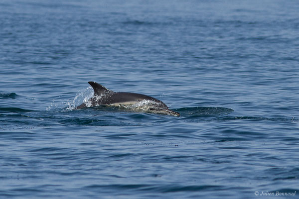 Dauphin commun, Dauphin commun à bec court ou Dauphin commun à bec long – Delphinus delphis Linnaeus, 1758, (Sagres (Vila do Bispo), Algarve (Portugal), le 31/08/2018)