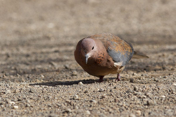 Tourterelle maillée — Streptopelia senegalensis (Linnaeus 1766), (Esquinzo, Fuerteventura, (Iles Canaries, Espagne), le 14/02/2022)