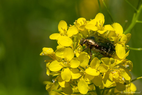 Cétoine dorée — Cetonia aurata (Linnaeus, 1758), (Laruns (64), France, le 21/05/2019)