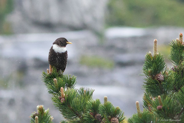 Merle à plastron — Turdus torquatus Linnaeus, 1758, (Station de ski de La Pierre Saint-Martin, Arette (64), France, le 05/05/2023)