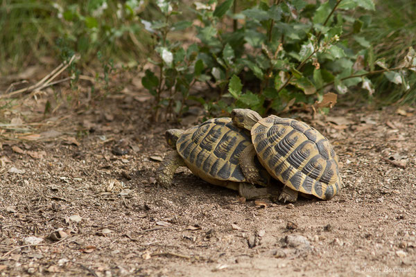 Tortue d'Hermann — Testudo hermanni (Gmelin, 1789), (Moltifao (2B), France, le 10/09/2019)