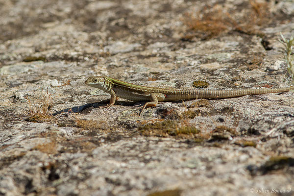 Lézard sicilien, Lézard des ruines — Podarcis siculus (Rafinesque-Schmaltz, 1810)