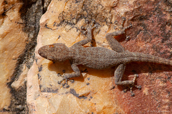 Gecko palmé d'Oudri — Ptyodactylus oudrii Lataste, 1880, (Ammelne, (Souss-Massa), Maroc, le 06/02/2023)