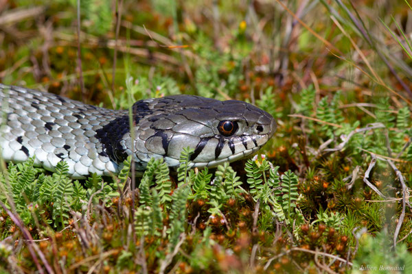 Couleuvre helvétique — Natrix helvetica (Lacepède, 1789)