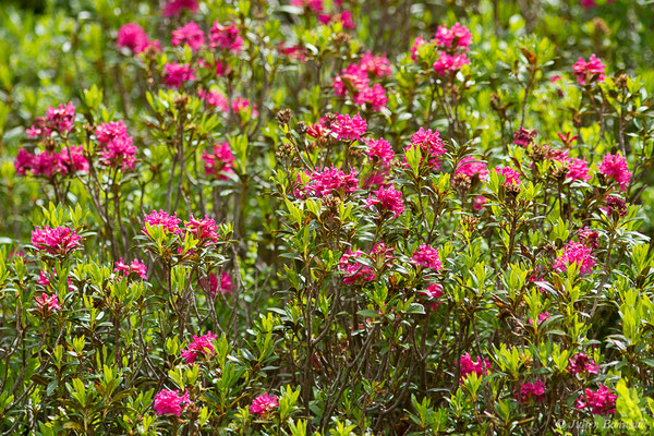 Rhododendron ferrugineux — Rhododendron ferrugineum L., 1753, (lac d'Ayous, Laruns (64), France, le 13/07/2019)