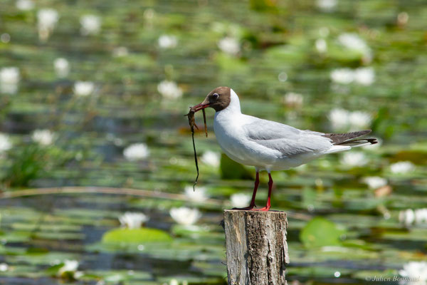Mouette rieuse — Chroicocephalus ridibundus (Linnaeus, 1766)