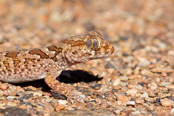 Sténodactyle de Maurétanie — Stenodactylus mauritanicus Guichenot, 1850, (Msseyed (Guelmim-Oued Noun), Maroc, le 27/03/2024)