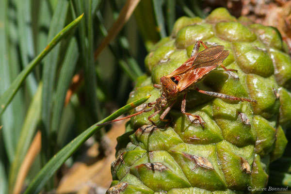 Punaise americaine du pin — Leptoglossus occidentalis Heidemann, 1910, (Station de ski de Gourette, Eaux-Bonnes (64), France, le 17/09/2021)