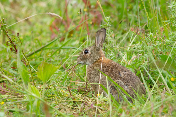 Lapin de garenne — Oryctolagus cuniculus (Linnaeus, 1758), (Saint-Jean-de-Luz (64), France, le 22/05/2023)
