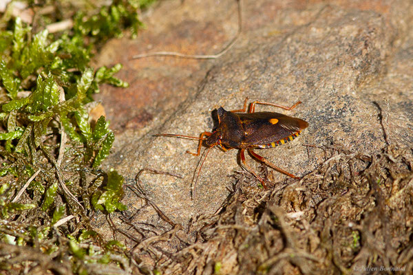 Punaise à pattes rousses — Pentatoma rufipes (Linnaeus, 1758), (Mendive (64), France, le 24/10/2022)