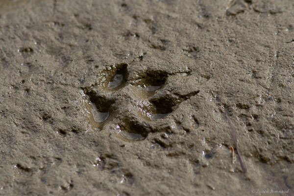 Renard roux — Vulpes vulpes (Linnaeus, 1758), (Empreintes), (Lau Balagnas (65), France, le 28/09/2022)