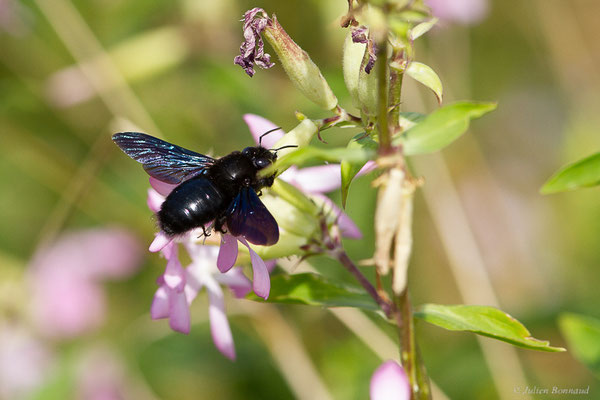 Xylocope violet – Xylocopa violacea (Linnaeus, 1758), (station de ski de Gourette, Eaux-Bonnes (64), France, le 10/08/2022)