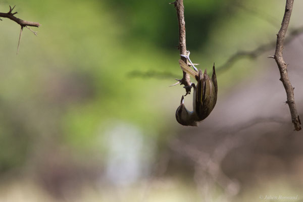 Viréo à moustaches — Vireo altiloquus (Vieillot, 1808)