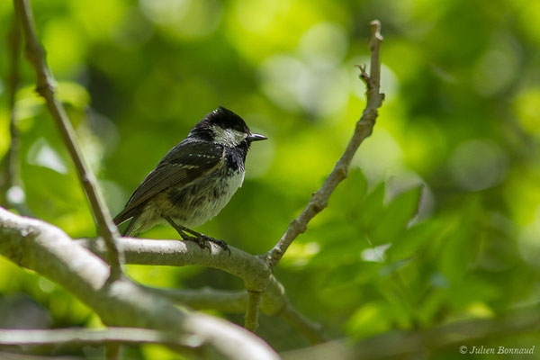 Mésange noire – Periparus ater (Linnaeus, 1758), (Sers (65), France, le 07/06/2019)