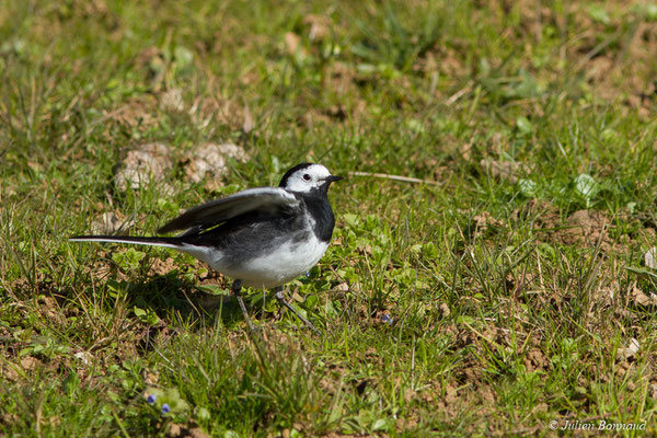 Bergeronnette de Yarrell — Motacilla alba yarrellii Gould, 1837, (aire de repos Aubray ouest, A64, France, le 25/02/2018)
