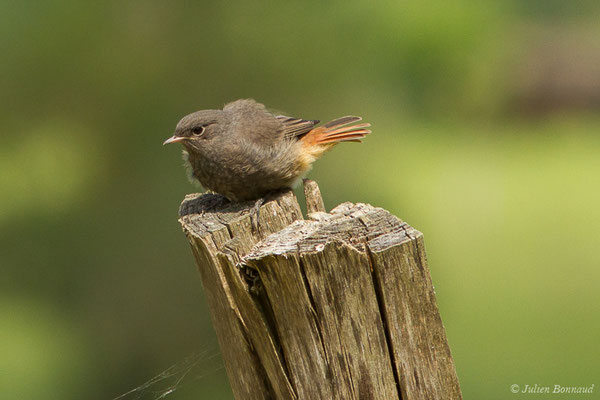 Rougequeue noir — Phoenicurus ochruros (Gmelin, SG, 1774), (juvéniles) (Parbayse (64), France, le 22/05/2020)