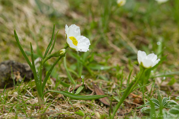 Renoncule des Pyrénées — Ranunculus pyrenaeus L., 1771
