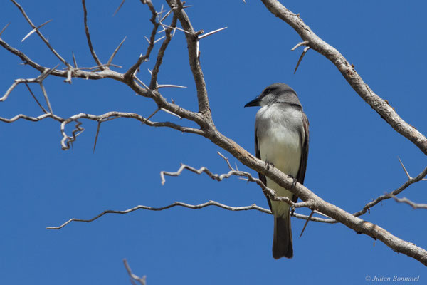 Tyran gris — Tyrannus dominicensis vorax Vieillot, 1819