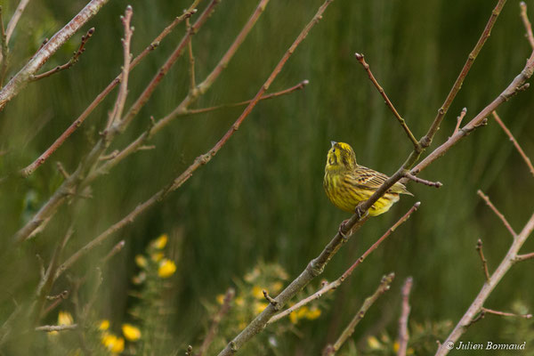 Bruant jaune — Emberiza citrinella Linnaeus, 1758, (Malguénac (56), France, le 20/02/2017)