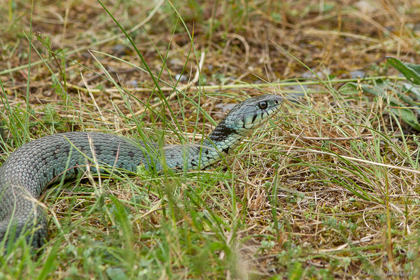 Couleuvre helvétique — Natrix helvetica (Lacepède, 1789), (Borce (64), France, le 18/05/2024)