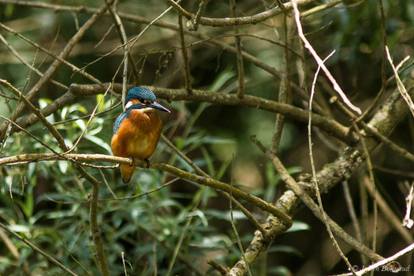 Martin-pêcheur d'Europe (Alcedo atthis) (Duhort-Bachen (40), France, le 06/06/2019)