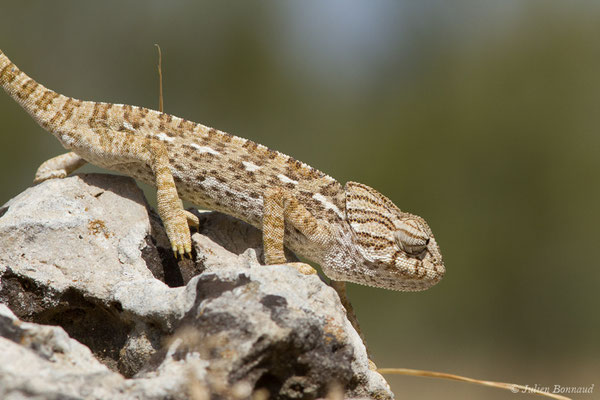 Caméléon commun — Chamaeleo chamaeleon (Linnaeus, 1758)